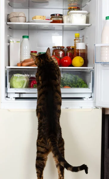 Domestic cat breed toyger looking for sausages in the refrigerator