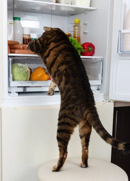 Hungry cat steals sausage from the refrigerator