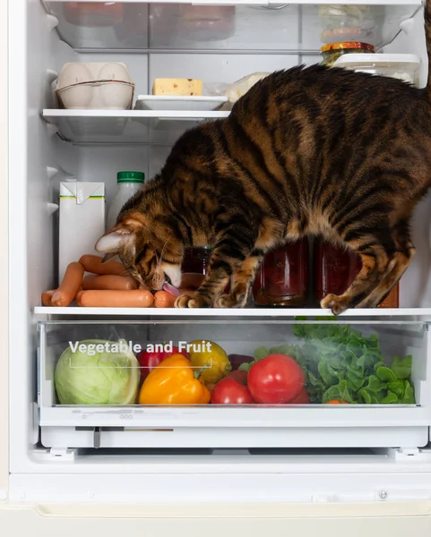 Hungry Cat Refrigerator Steals Sausage Home — Stock Photo, Image