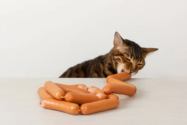 Домашня кішка краде ковбасу на столі — стокове фото