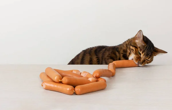 Голодний кіт краде ковбасу на столі — стокове фото