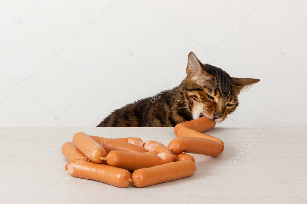 Domestic cat steals sausage on table