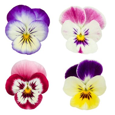 Beyaz arkaplanda izole edilmiş bir grup hanım evladı.  