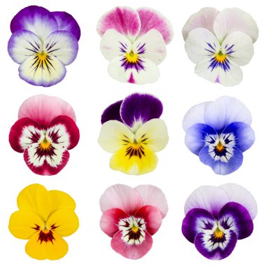 Set of pansies isolated on white background.   clipart