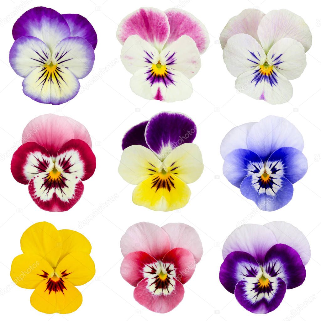 Set of pansies isolated on white background.  