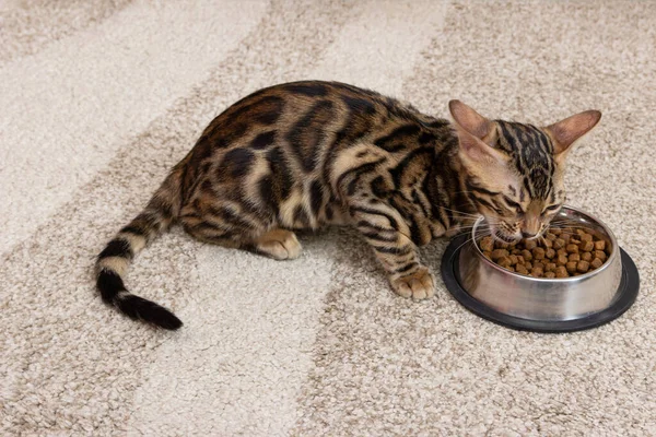 Kattungen Äter Torr Mat Från Skål Fyra Månader Gammal Bengalisk — Stockfoto