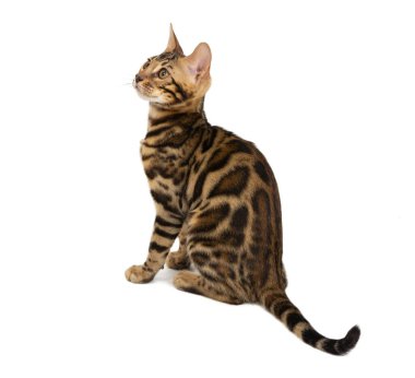 Güzel 4 aylık Bengal kedisi, beyaz arka planda izole edilmiş büyük ve temiz bir geçmişi var. Siyah benekli Bengal kedicik..