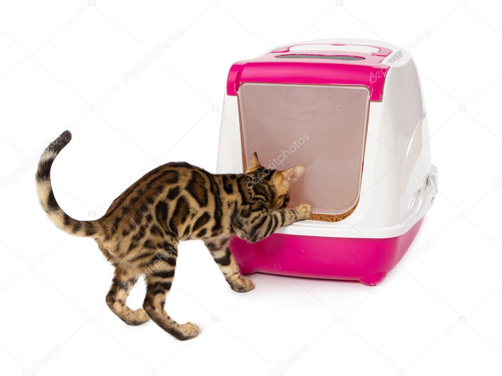 Bengal kitten enters an enclosed litter box through a hanging door. Isolated on white background.