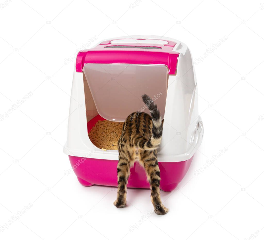 Bengal kitten enters an enclosed litter box through a hanging door. Isolated on white background.