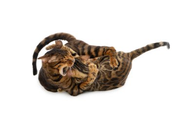 İki kedi kavga eder ve birbirini ısırır. Beyaz arka planda izole edilmiş. Kedi bir kedinin kafasını ısırır..