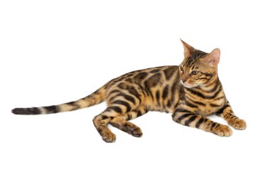 Güzel 5 aylık Bengal kedisi, beyaz arka planda izole edilmiş büyük rosetler. Siyah benekli Bengal kedicik..