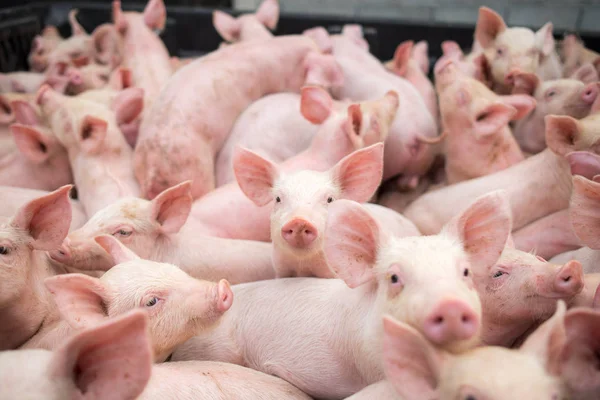 Cerditos Granja Cerdos Establo Industria Cárnica Industria Cárnica Ganadería Porcina — Foto de Stock