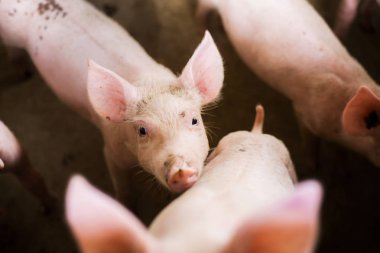 Çiftlikteki domuzlar. Et endüstrisi. Domuz yetiştiriciliği tayland ve uluslararası et için artan talebi karşılamak için.