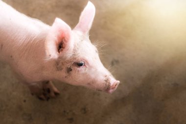 Çiftlikteküçük domuzlar, ahırda domuzlar. Et endüstrisi.
