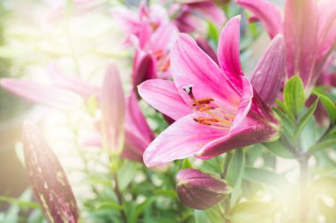 Bulanık arka plan ile yumuşak ve bulanık pembe zambak çiçek.