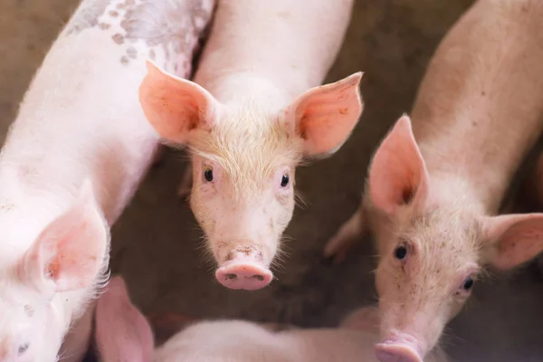 Maiali Alla Fattoria Industria Della Carne Allevamento Suini Soddisfare Crescente — Foto Stock