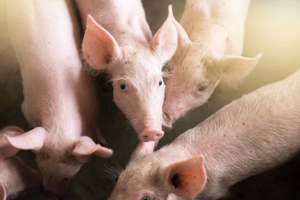 Kleine Schweine Auf Dem Hof Schweine Stall Fleischindustrie — Stockfoto