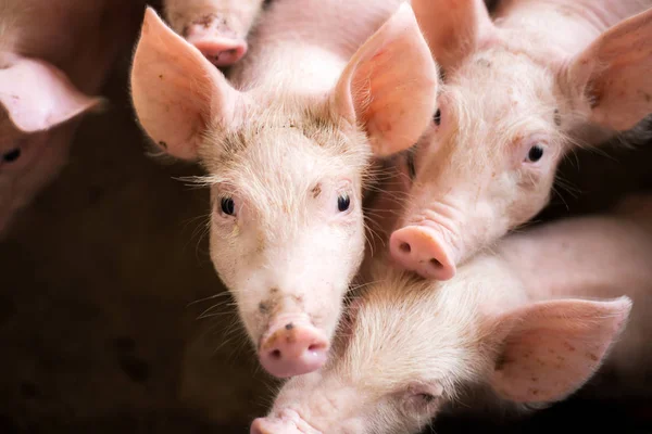 Varkens Boerderij Vleesindustrie Varkenshouderij Voldoen Aan Groeiende Vraag Naar Vlees — Stockfoto
