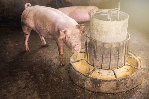 Cerdo Está Comiendo Fotos de stock libres de derechos