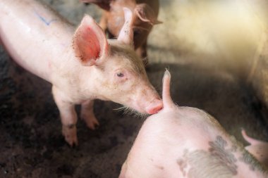 Çiftlikteki domuzlar. Et endüstrisi. Domuz yetiştiriciliği tayland ve uluslararası et için artan talebi karşılamak için. 