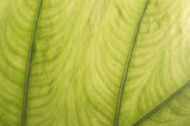 Yaprak doku, Yeşil yaprakları arka plan