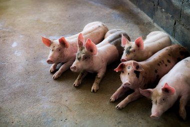 Pigs at the farm. Meat industry. Pig farming to meet the growing demand for meat in thailand and internat clipart