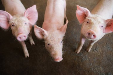 Çiftlikte domuz. Et endüstrisi. Domuz yetiştiriciliği tayland ve uluslararası et için artan talebi karşılamak için.