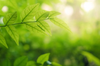 Yeşil kopya alanı ile bahçe yaz bulanık yeşilyaprak bokeh üzerinde arka plan bırakır.