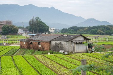 Çin'de sebze bahçesi