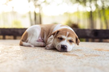 Genç köpek masada uyku