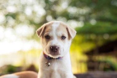 Masada oynayan genç köpek