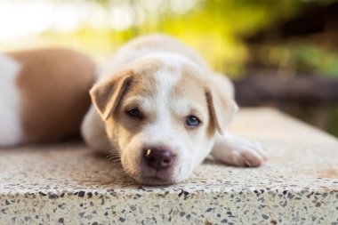 Genç köpek masada uyku