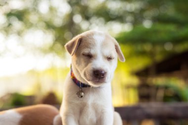Masada oynayan genç köpek
