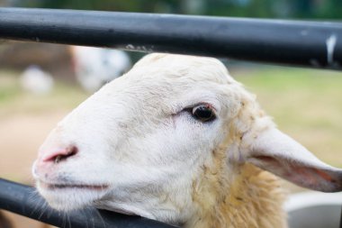 Koyun tayland kamu koyun çiftliğinde dışında çit arkasında yakın.