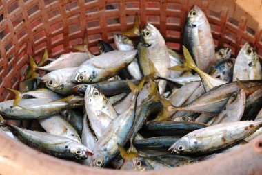 Sepette taze balık. Ticari balıkçılıktan taze balık.