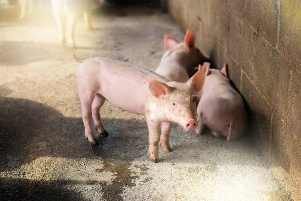 pigs at the farm. Meat industry. Pig farming to meet the growing demand for meat in thailand and international.