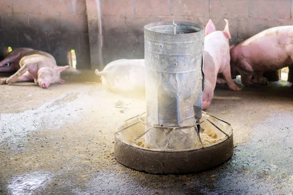 Porcs Ferme Industrie Viande Élevage Porcin Pour Répondre Demande Croissante — Photo