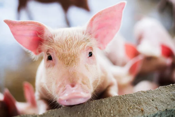 Focus Ligt Het Oog Ondiepe Scherptediepte Varkens Boerderij — Stockfoto