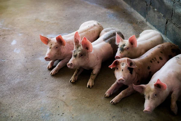 Cerdos Granja Industria Cárnica Porcicultura Para Satisfacer Creciente Demanda Carne —  Fotos de Stock