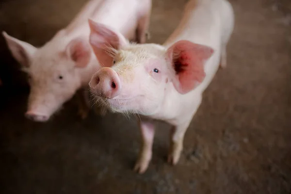 Focus is on nose. Shallow depth of field. pigs at the farm.