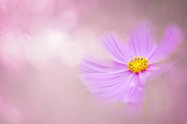 ピンクのコスモスは コピースペースと甘いボケの背景のための柔らかいスタイルを色の花 — ストック写真