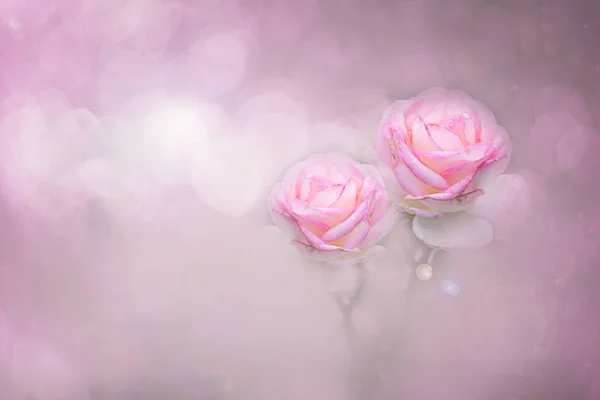 Rosa Rosas Cor Estilo Suave Para Fundo Bokeh Doce Com — Fotografia de Stock