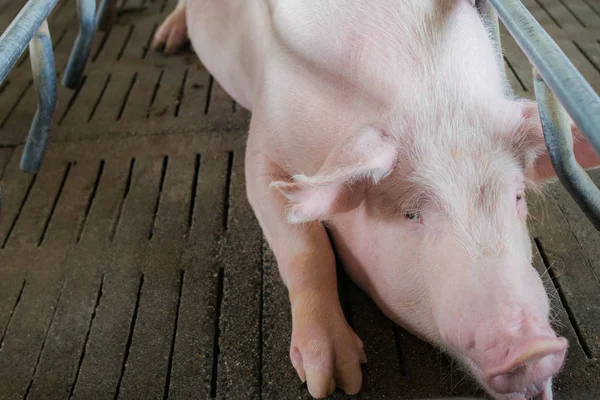 Mother pig and small piglet in the farm,Swine at the farm of thailand.