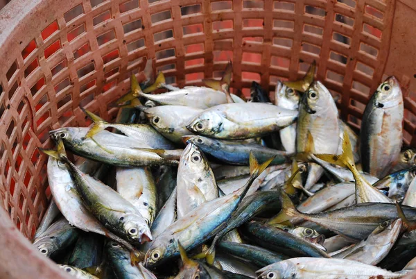 Fresh fish in a basket. Fresh fish from commercial fisheries.