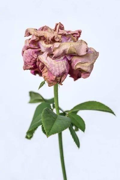 Eine Rosa Rose Auf Weißem Hintergrund — Stockfoto