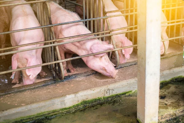 Pigs Farm Meat Industry Pig Farming Meet Growing Demand Meat — Stock Photo, Image