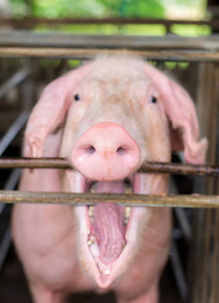 Pigs at the farm. Meat industry. Pig farming to meet the growing demand for meat in thailand and international.