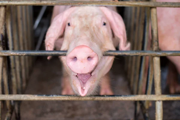 Pigs at the farm. Meat industry. Pig farming to meet the growing demand for meat in thailand and international.