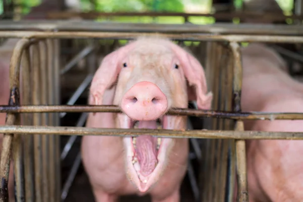 Pigs at the farm. Meat industry. Pig farming to meet the growing demand for meat in thailand and international.