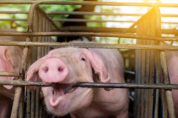 Pigs at the farm. Meat industry. Pig farming to meet the growing demand for meat in thailand and international.